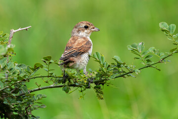 Pie grièche écorcheur, immature, Lanius collurio, Red backed Shrike