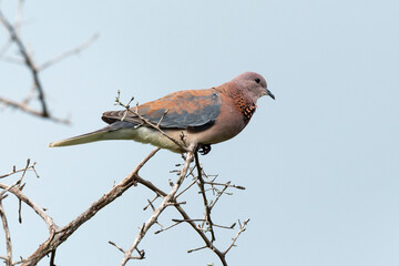 Tourterelle maillée,.Spilopelia senegalensis , streptopelia senegalensis, Laughing Dove,