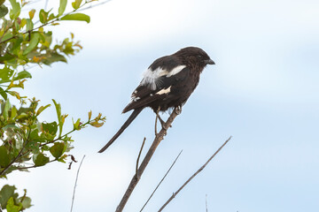 Corvinelle noir et blanc,.Urolestes melanoleucus, Magpie Shrike