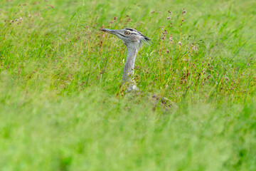 Outarde kori, Ardeotis kori, Kori Bustard, Afrique du Sud