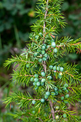 Genévrier commun, Juniperus communis
