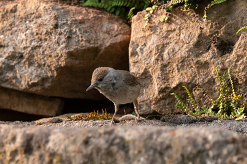 Fauvette des jardins,.Sylvia borin, Garden Warbler
