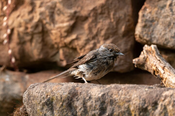 Fauvette des jardins,.Sylvia borin, Garden Warbler