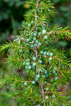 Genévrier commun, Juniperus communis
