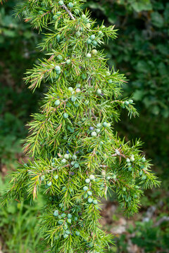 Genévrier commun, Juniperus communis
