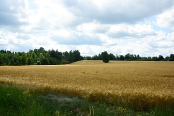 Fototapeta na wymiar Ripe golden wheat in organic farm ready for harvest