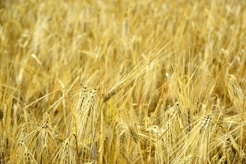 Ripe golden wheat in organic farm ready for harvest