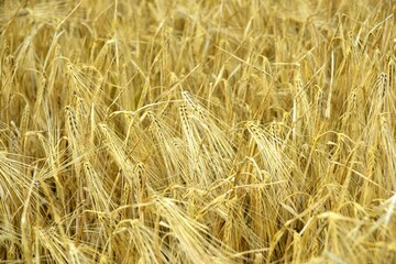 Ripe golden wheat in organic farm ready for harvest