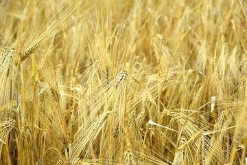 Ripe golden wheat in organic farm ready for harvest