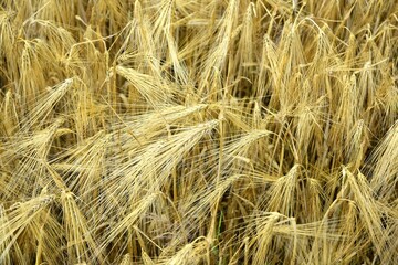 Ripe golden wheat in organic farm ready for harvest