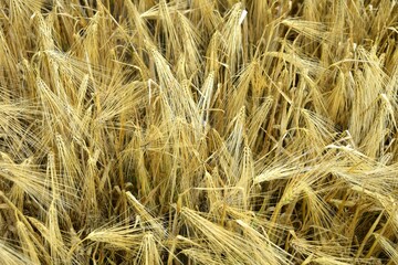 Ripe golden wheat in organic farm ready for harvest