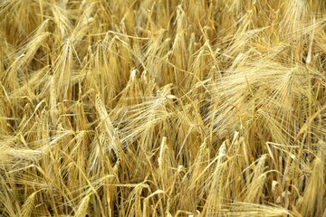 Ripe golden wheat in organic farm ready for harvest