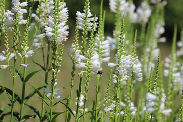 Physostegia virginiana. White flowers of false dragonhead, obedient plant.