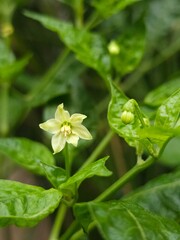 white flower of a plant​ garden​ growth​ fresh
