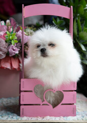 A small white fluffy puppy is sitting next to flowers in a pink basket with hearts