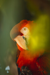 amazonian Brazilian tropical forest bird