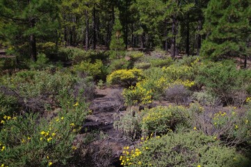 La Palmas Vegetation