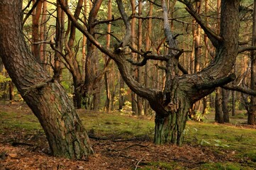 Fototapeta na wymiar Trees in the woods at the day.