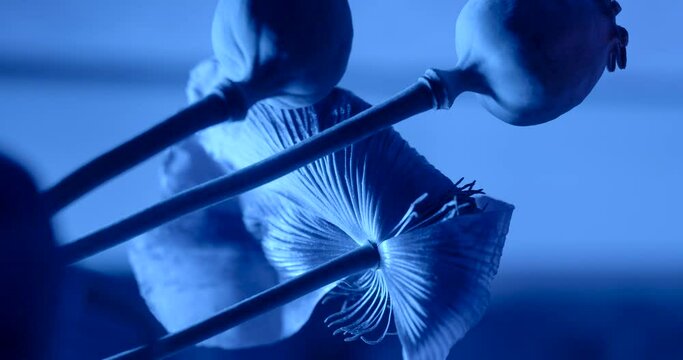 Do-it-yourself interior element Visually pleasing image in the night blue flower. Soft focus. Attracting attention with contrast veils. Artistic setting of poppy flowers blue background. Vertical