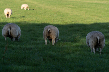 Cute sheep grazing in the shade seen from behind in fresh spring green meadow in the sun