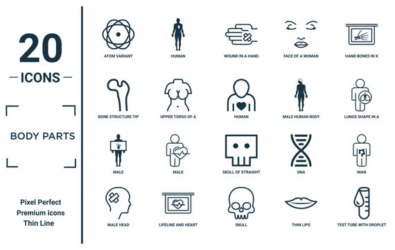 body parts linear icon set. includes thin line atom variant, bone structure tip, male, male head, test tube with droplet, human, man icons for report, presentation, diagram, web design