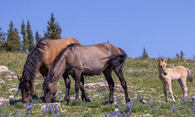 Wild Horses in the Pryor Mountains Montana in Summer