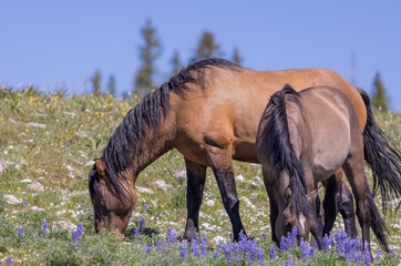 Wild Horses in the Pryor Mountains Montana in Summer