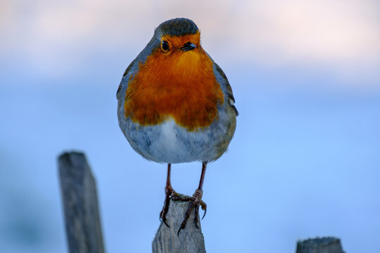 Winter Robin 1