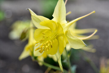 Obraz premium Aquilegia. Ranunculaceae. Yellow flowers of aquilegia in the summer garden.