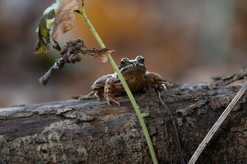 European common Brown frog, rana temporaria, sitting on a log behind a small branch looking at the camera