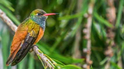 Fototapeta premium peru, lima, bird, hummingbird, colorful, beak, animal, nature, rainbow, blue, green, wildlife, feather, orange, tropical, wild, color, feathers, yellow, branch