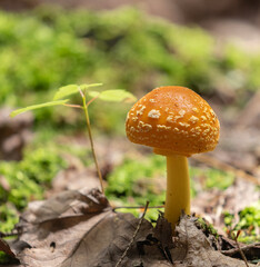 Fototapeta premium Yellow Patches (Amanita flavoconia) mushroom in a forest