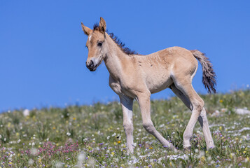 Naklejka na ściany i meble Cute Wild Horse Foal in Summer in the Pryor Mountains Montana