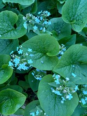 Bright flowerbed with blue flowers