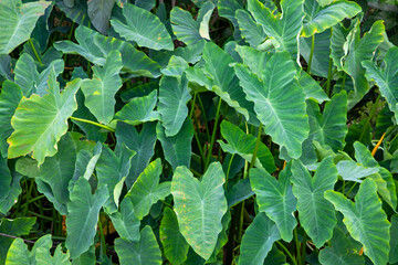Taro leaf in the garden, Taro leaves background, Colocasia esculenta