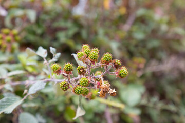 Flowers and plants in summer in the Mediterranean area