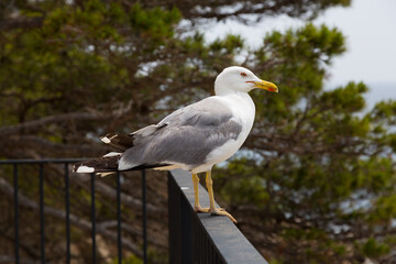 Fototapeta premium Seagulls on a cliff in the Mediterranean Sea