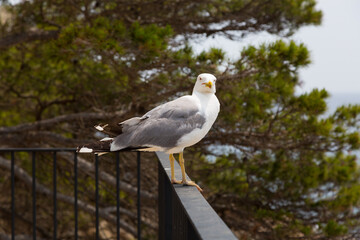 Seagulls on a cliff in the Mediterranean Sea