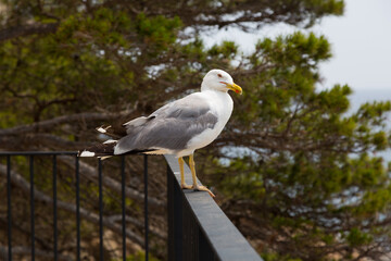 Seagulls on a cliff in the Mediterranean Sea