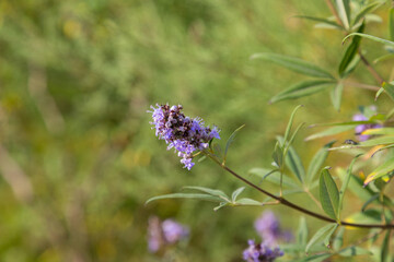 Flowers and plants in summer in the Mediterranean area