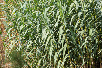Reeds on a path near the river