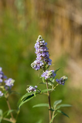 Flowers and plants in summer in the Mediterranean area