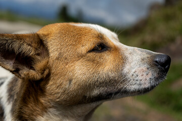 close up of a dog