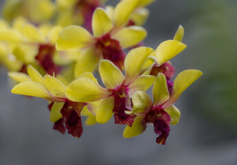 close up of a flower