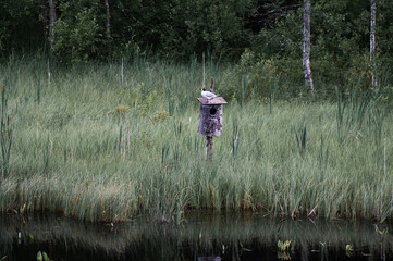 Black-headed gull standing on a birdhouse