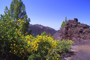 Gelber Ginster auf La Palma