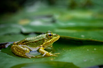 Frog resting. Pool frog sitting on leaf. Pelophylax lessonae. European frog. Marsh frog with Nymphaea leaf.