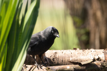 jackdaw