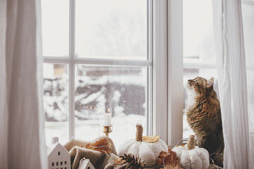 Cute cat looking in window and sitting with pumpkins pillows, fall leaves, candle, lights on cozy...