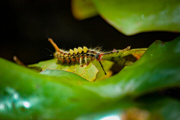 caterpillar on leaf